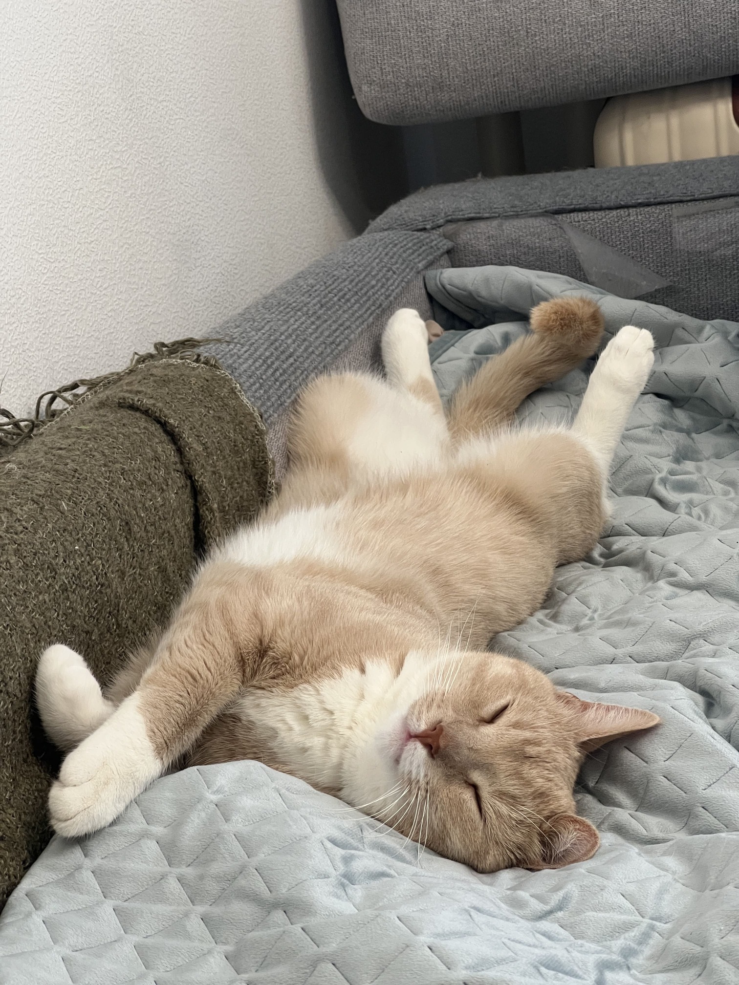 кот развалился на диване и сладко спит