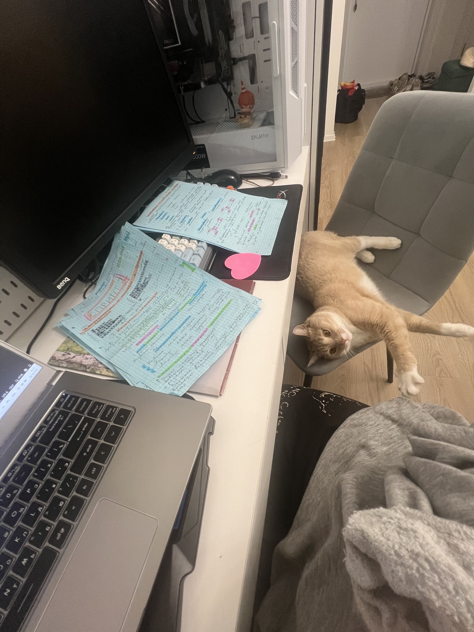 девушка учится, кот лежит на стуле