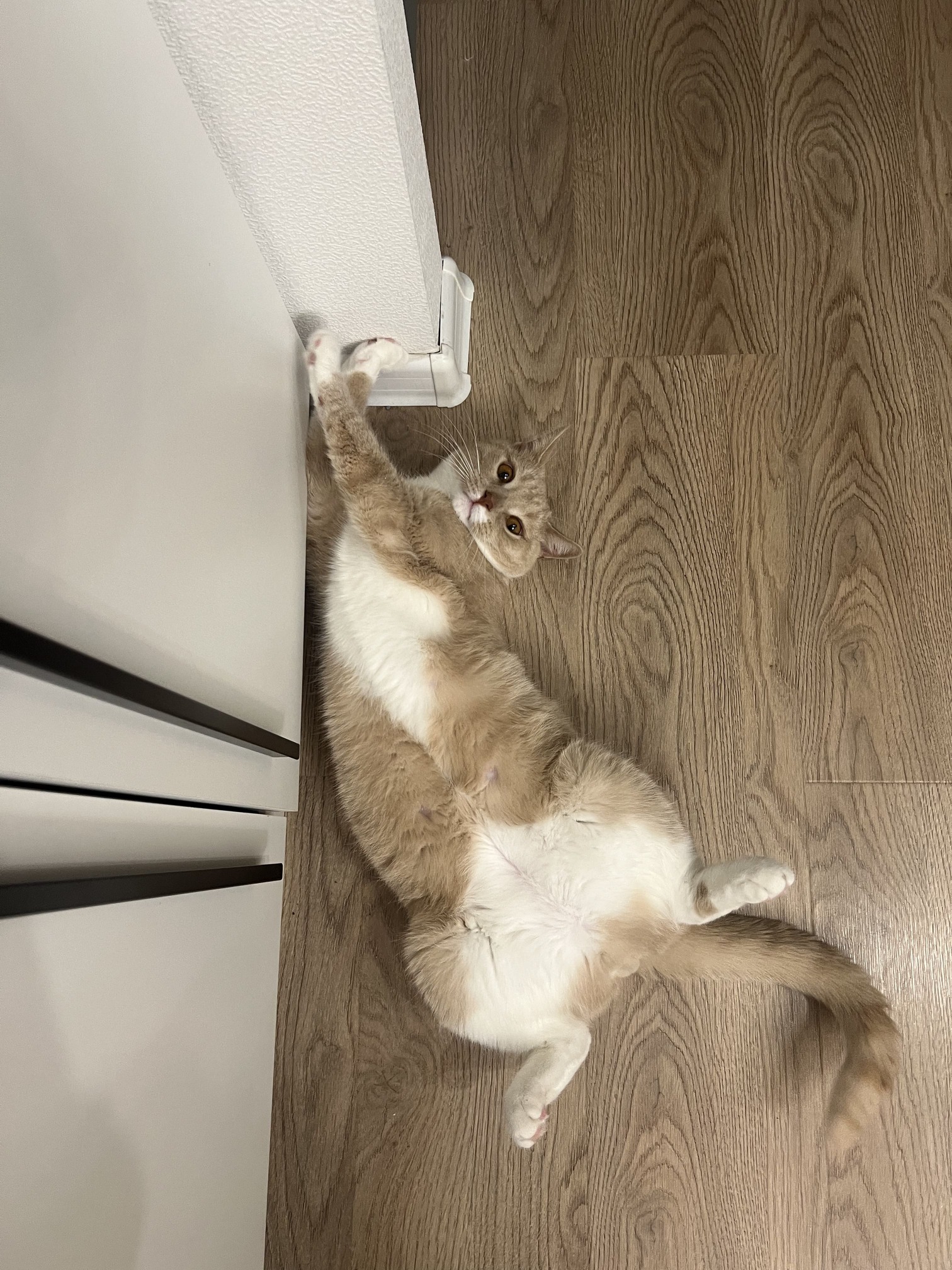 кот лежит очень довольный собой