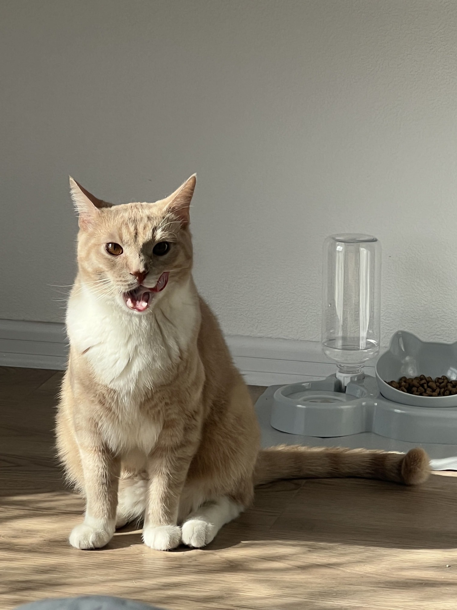 кот облизывается