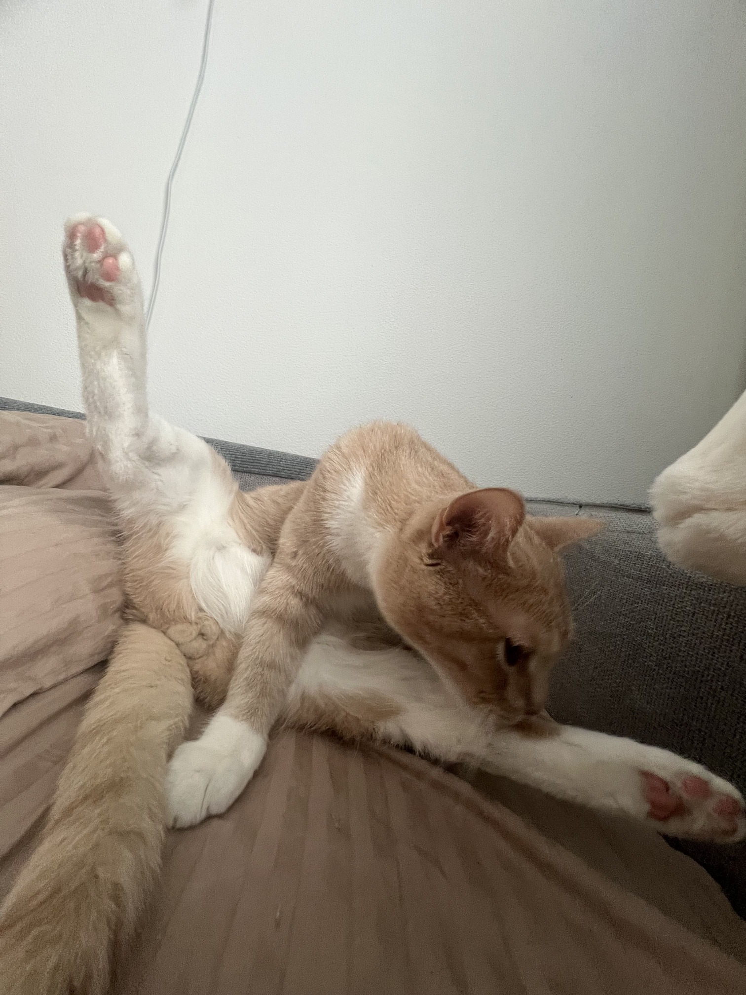 кот вылизывает сам себя