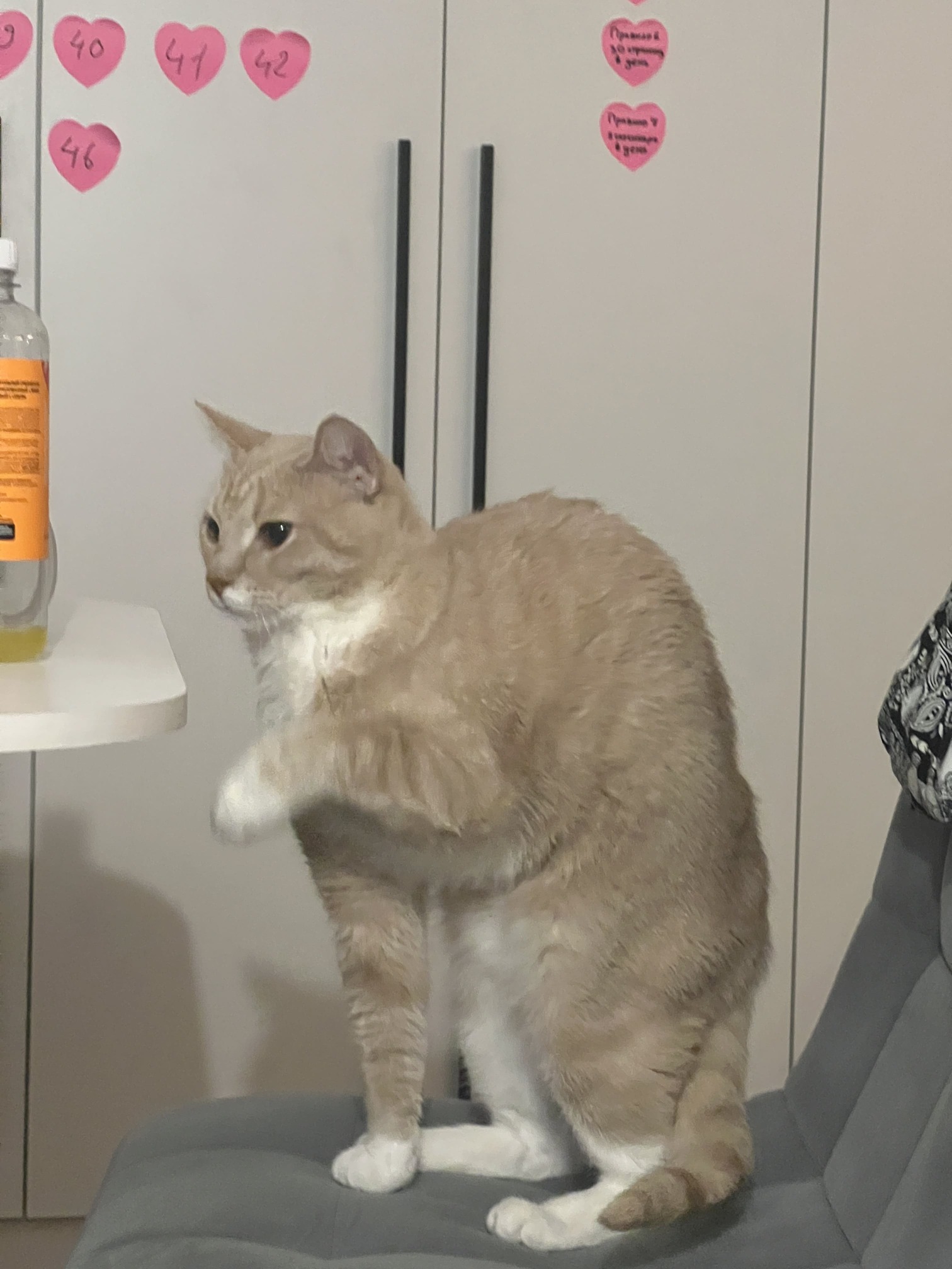 кот находится в сильном шоке