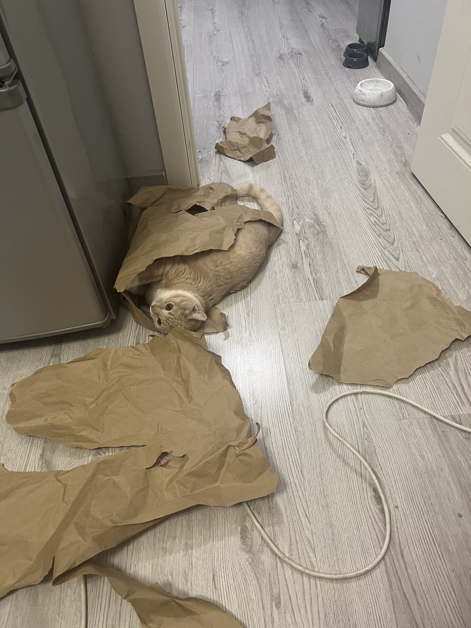 кот разорвал кучу бумаги и лежит довольный